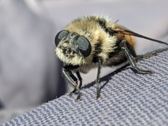 Oestrinae