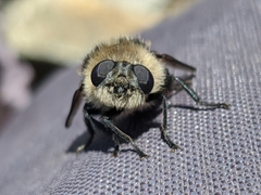 Oestrinae