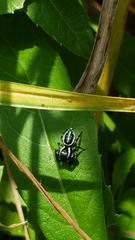 Paraphidippus aurantius