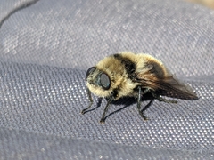 Oestrinae