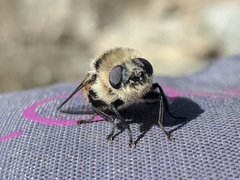 Oestrinae