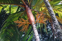Areca vestiaria