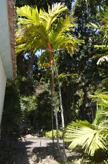 Areca vestiaria