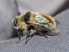 Oestrinae