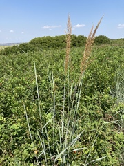 Sorghastrum