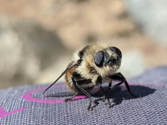 Oestrinae