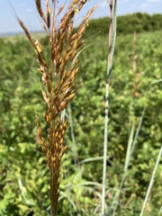Sorghastrum