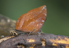 Charaxinae