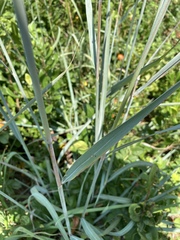 Sorghastrum