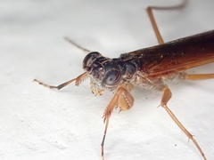Mantoida