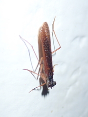 Mantoida