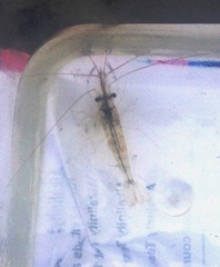 Palaemon macrodactylus