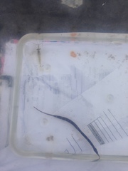 Palaemon macrodactylus