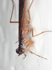 Mantoida