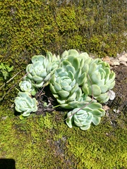 Echeveria elegans