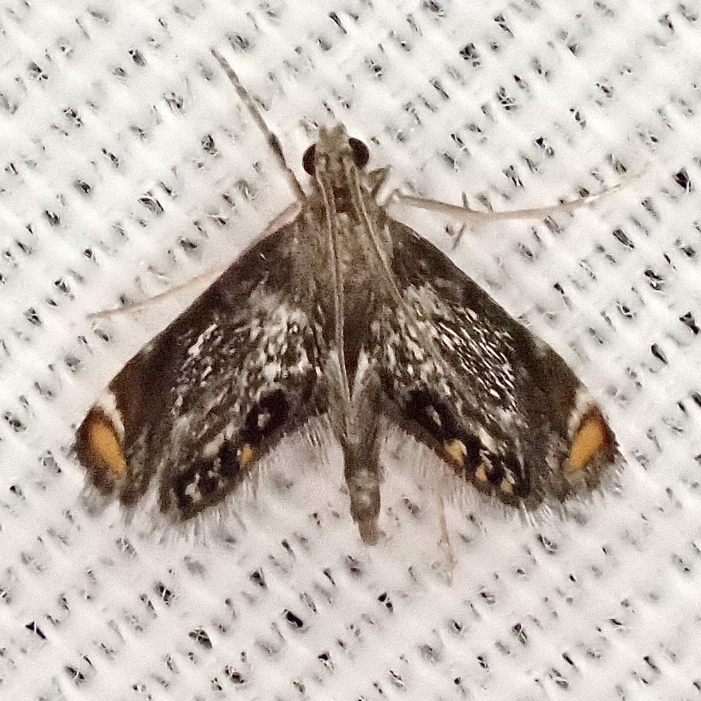 Chrysendeton nigrescens