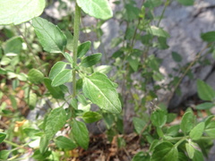 Salvia lemmonii