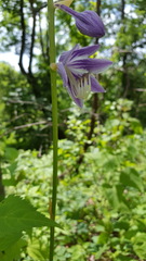 Hosta ventricosa