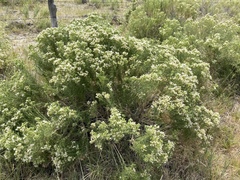 Ericameria albida