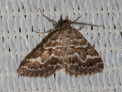Chrysolarentia heliacaria
