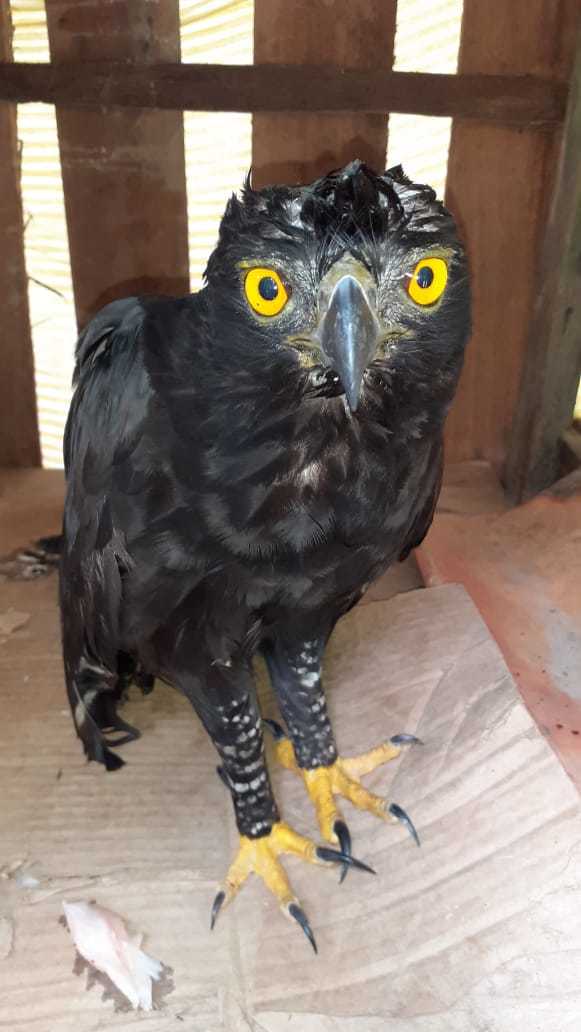 Black Hawk-Eagle (Spizaetus tyrannus)