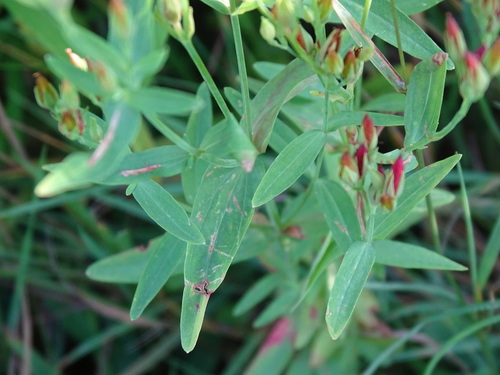 Image of Hypericum majus by no rights reserved