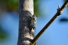 Diceroprocta marevagans