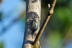 Diceroprocta marevagans