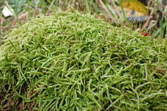 Acrocladium chlamydophyllum