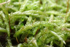 Acrocladium chlamydophyllum