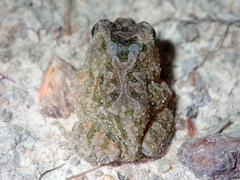 Proceratophrys