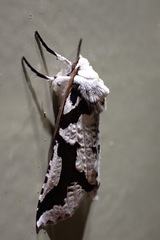 Declana egregia