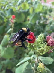 Bombus pensylvanicus