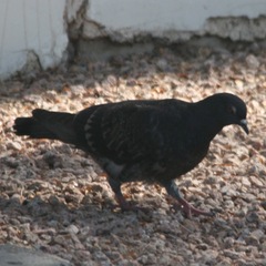 Columba livia