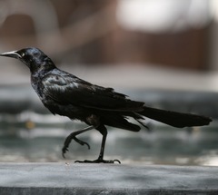 Quiscalus mexicanus