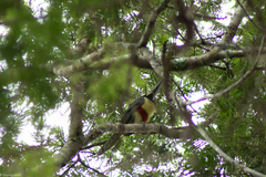 Pteroglossus aracari