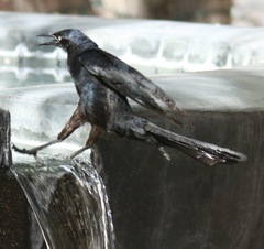 Quiscalus mexicanus