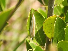 Crambus satrapellus