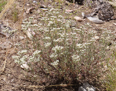 Eriogonum fasciculatum foliolosum