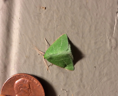 Synchlora faseolaria