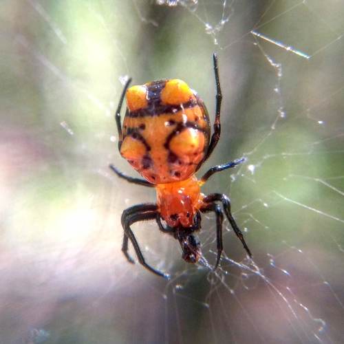 Micrathena glyptogonoides