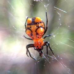 Micrathena glyptogonoides