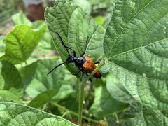 Stenelytrana emarginata