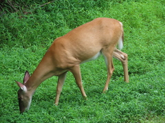 Odocoileus virginianus