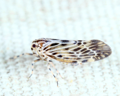Cedusa maculata