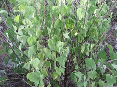 Ambrosia cordifolia