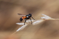 Cylindromyia intermedia