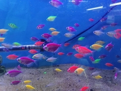 Gymnocorymbus ternetzi