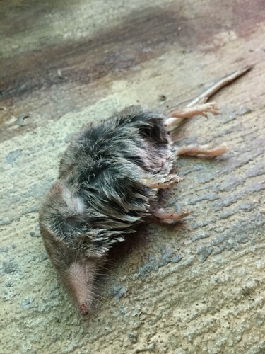 iNaturalist observation photo of Long-tailed Shrews