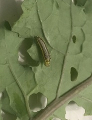 Xanthogaleruca luteola